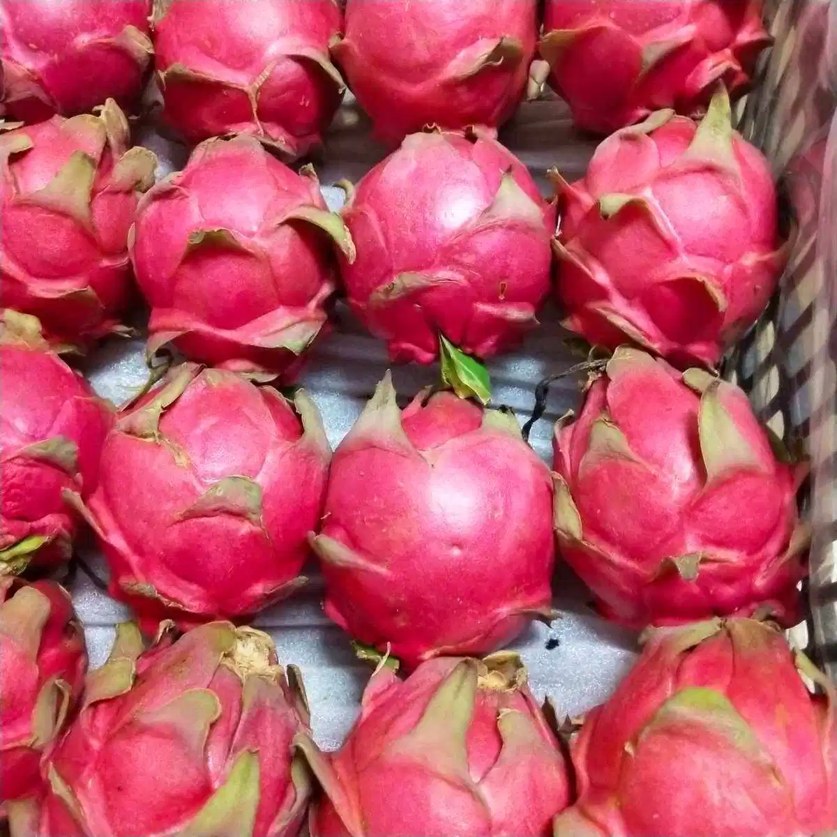 White Fresh Dragon Fruit Pitaya Fruit Sweet Fruit Karton-Paket Whole Fruit Pitaya Health Food Frische Früchte Verkauf