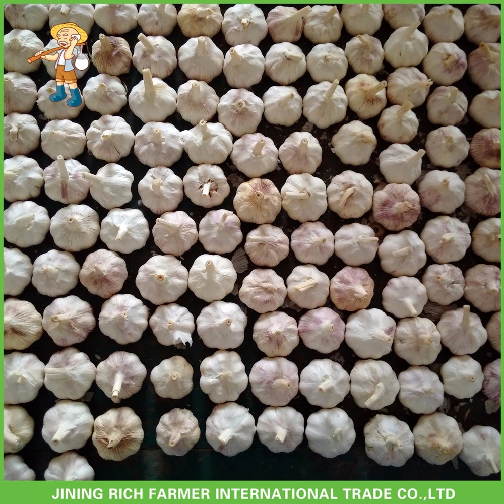 Chinese 2023 Crop Fresh White Garlic Ready to Ship