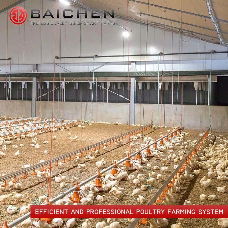 Sistema automático de levantamiento de aves de corral de suelo de la línea de alimentación de la granja de Broiler