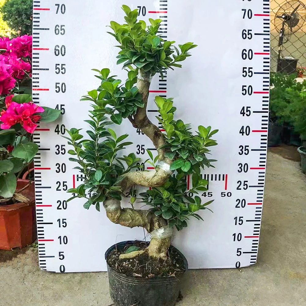 Shaped Ficus Microcarpa &prime; Ginseng&prime; Real Plant Bonsai Home Indoor Outdoor Garden for Garden Landscape Nursery Wholesale/Supplier