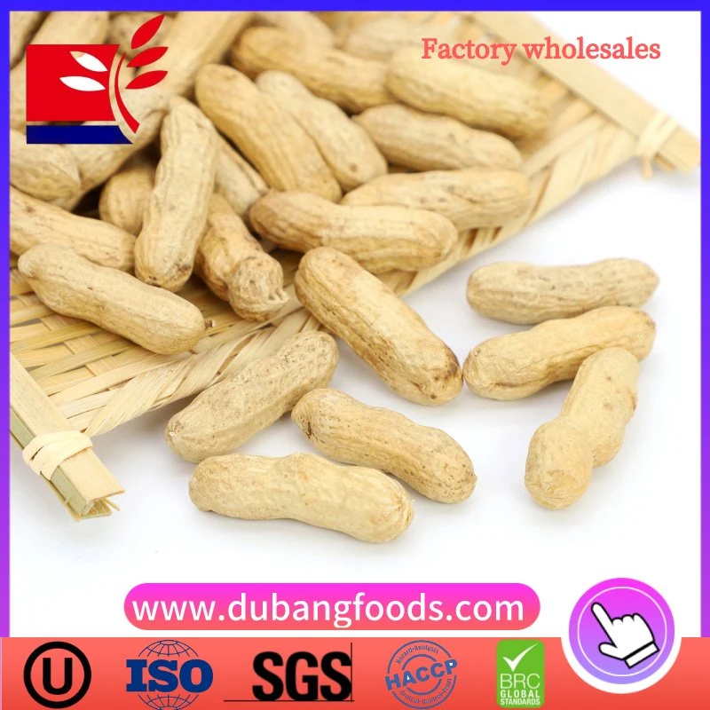 Wholesales Red Skin Peanut in Shell for Food China