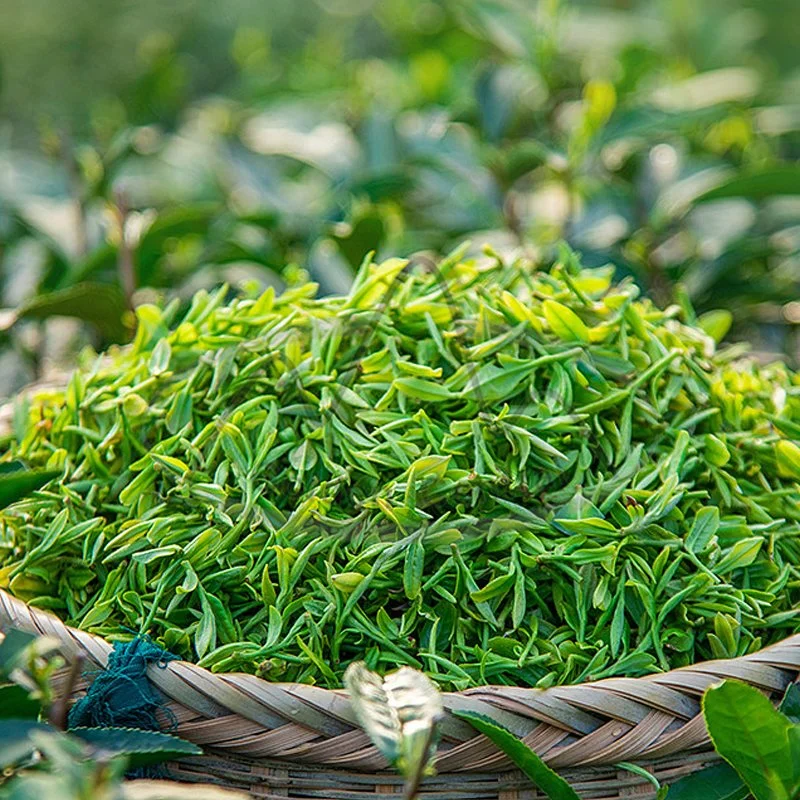 Suministro de té Verde Natural Chino Orgánico a Precio competitivo