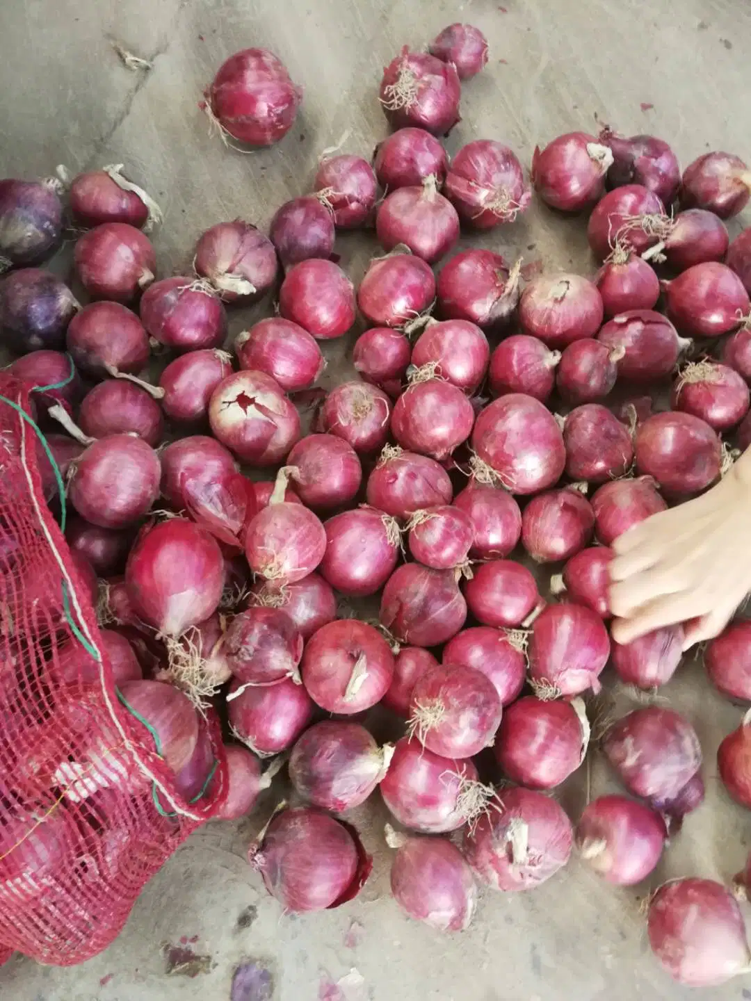 Chinesische Frische Rote Zwiebel