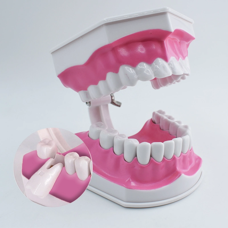 Modelo de Enseñanza de los dientes dental