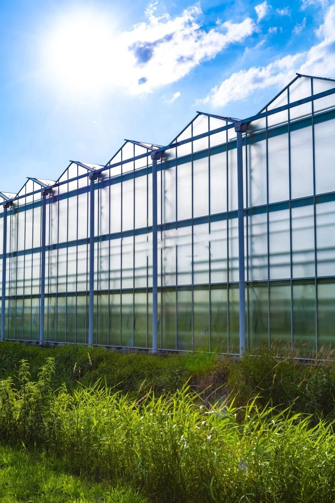 Agricultural Multi-Span PC Polycarbonate Greenhouse/Tempered Glass/Plastic Film//Hydroponic Greenhouse