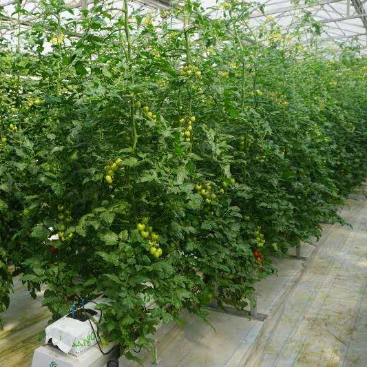 نظام فرتيكل Hydroponic White, Green, Yellow, Custom المتنامية الأنظمة الداخلية الذكية المنزل الرأسي الزراعة المائية نظام الدفيئة