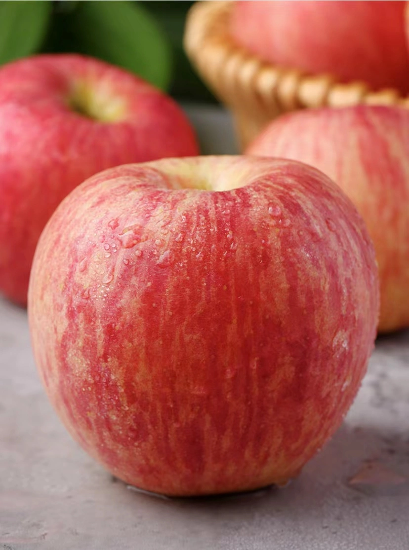 Dried Fruit Market Selected Quality Fresh Red Apple Japanese FUJI Apple