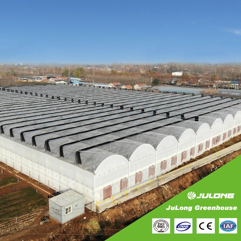 La agricultura Multi-Span Plástico invernadero con sistema de hidroponía para hortalizas Flores