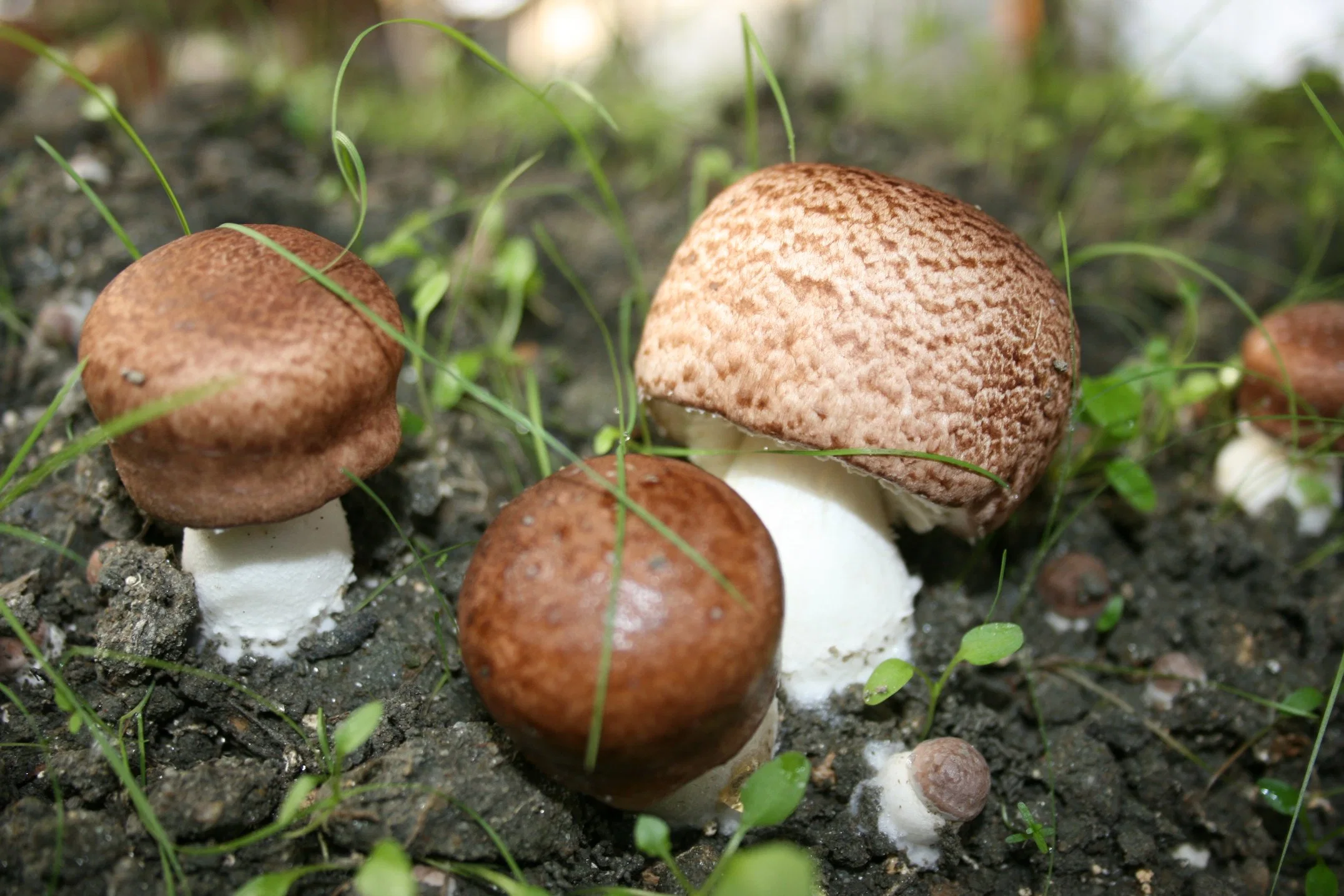 Природные Agaricus Blazei Murill грибной экстракт порошок Agaricus Blazei извлечения