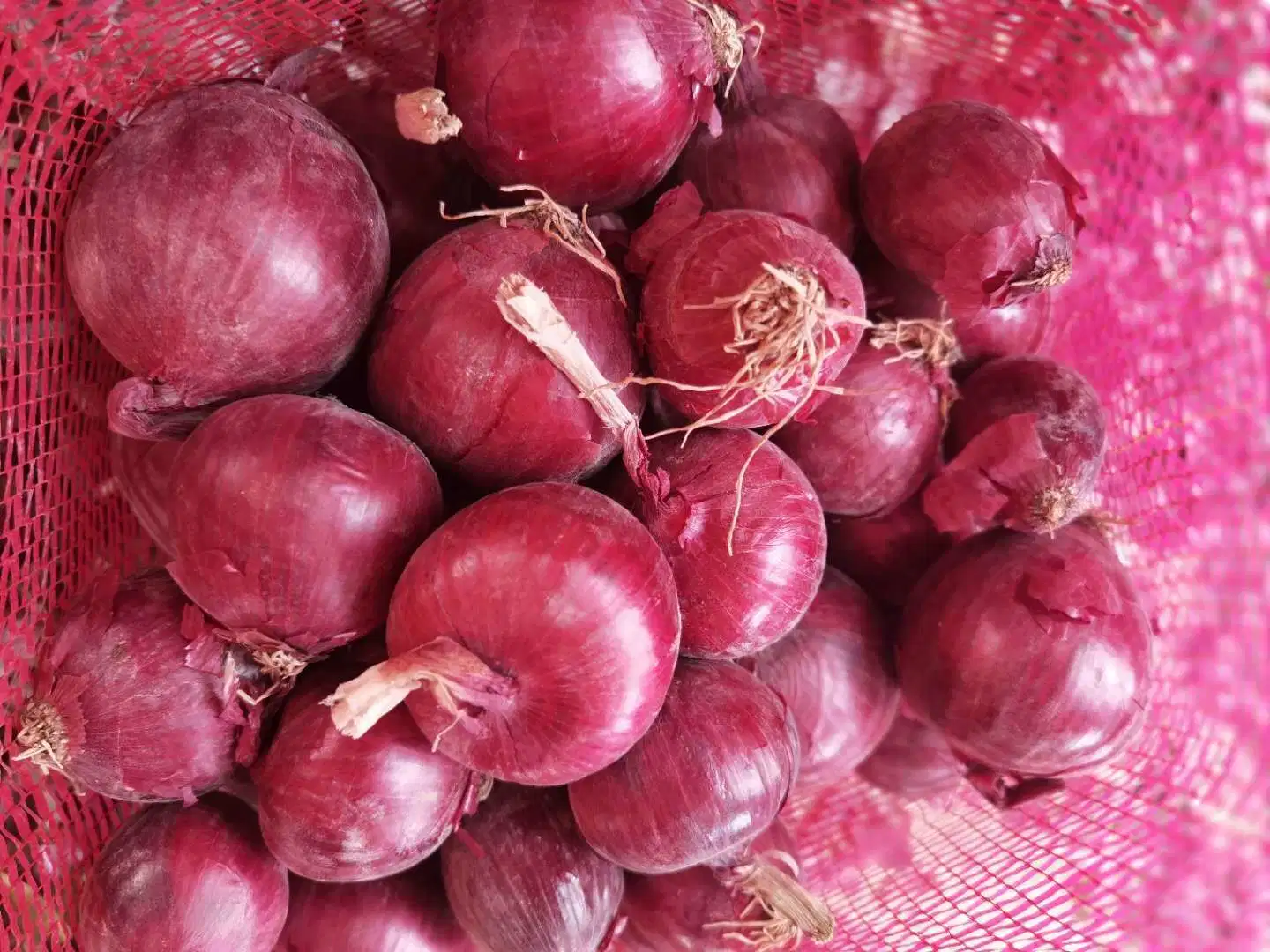 China Natural Vegetable Huge Good Quality Red Onion Yellow Onion Laiwu Manhing Supply