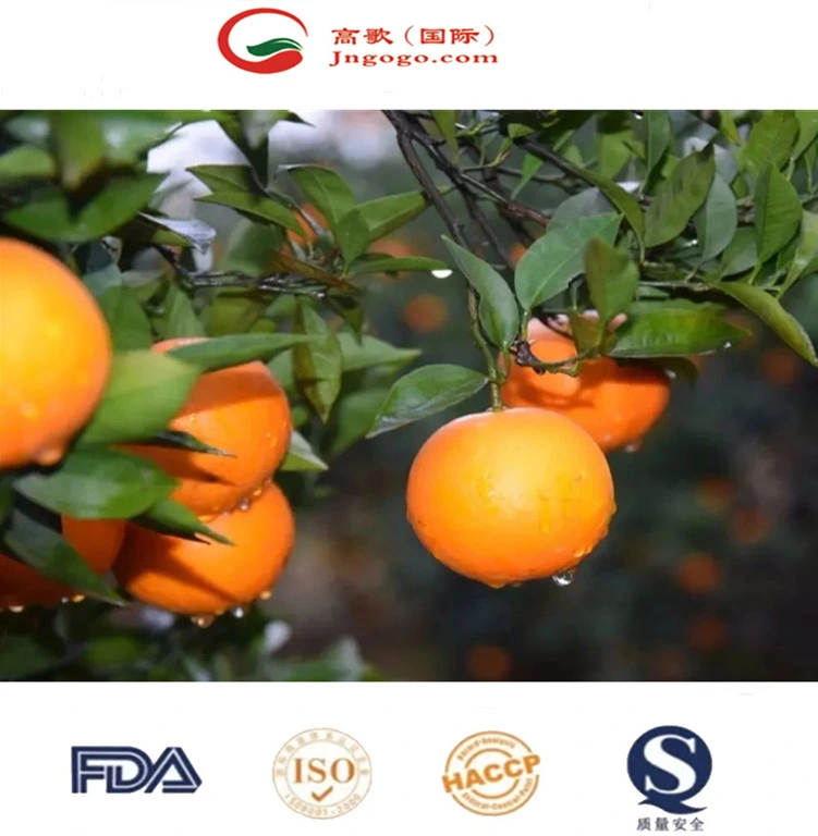 Fresh Navel Orange, Sweet and High-Quality Mandarin