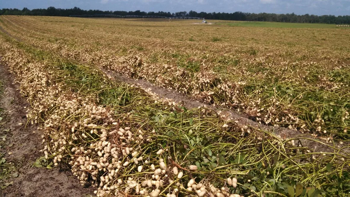 Productos químicos agrícolas de alta calidad Sulfentrazone 40% SC herbicida Weedicide