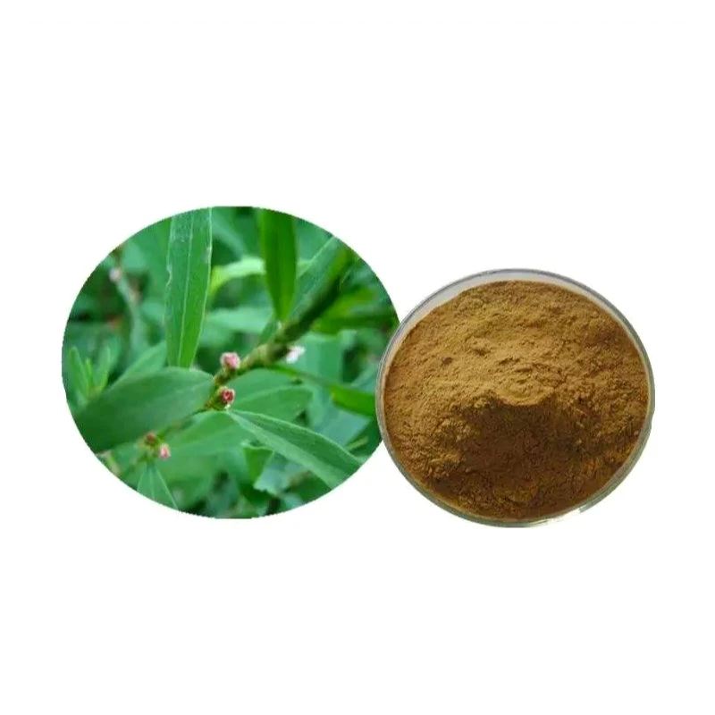 A fábrica fornece diretamente Herb Polygonum Aviculare Extract Chinese Herbal Medicine