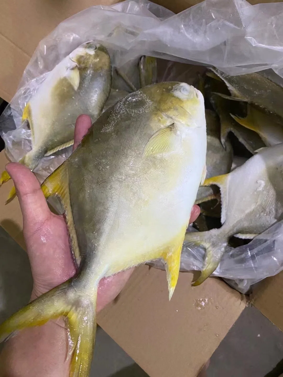 Frozen Fish Golden Pomfret Pompano