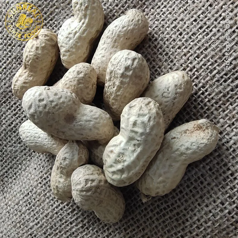 Virginia Peanuts /Raw Peanut in Shell /China / New Crop All Size All Breeds