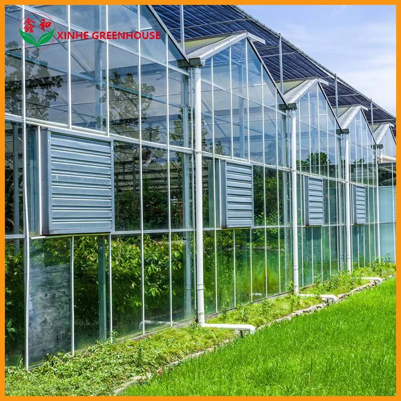 Agricultural Turn-Key Business Farm Glass Green House for Tomoaoes/Lettuce/Cucumber Cherry/Tomoto with Shading System/Ventilation System/Fly Net