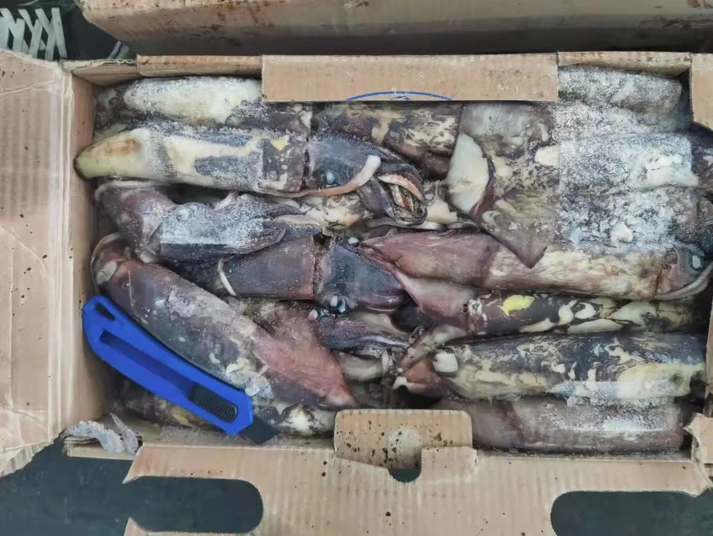 Produit prêt-à-l'emploi Squid de l'océan Indien surgelé