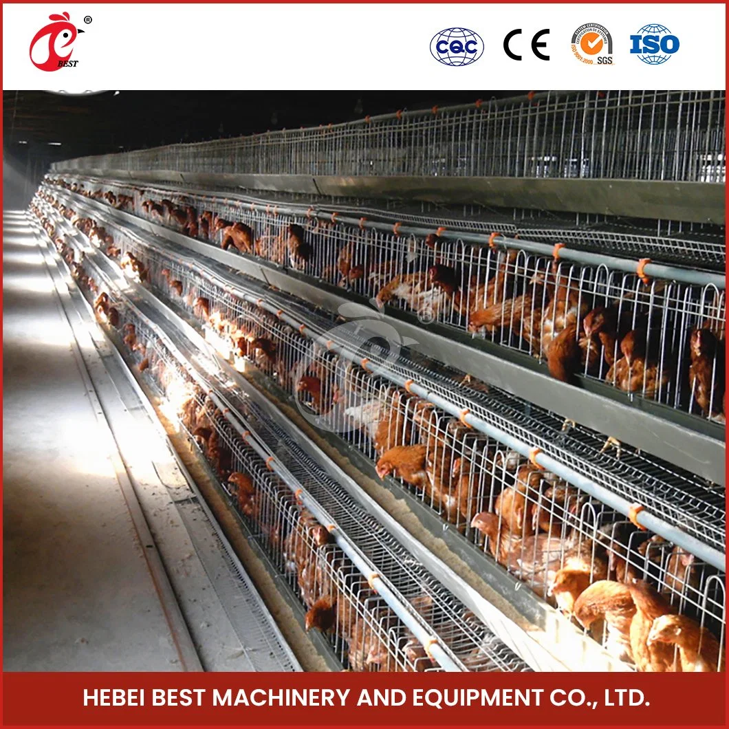 Bestchickencage a Type Pulled Brooder Cage Breeder Cage China Brooder Coop Sheds Supplier Custom Low Maintenance Cost 5000 Chickens Pullet Cage