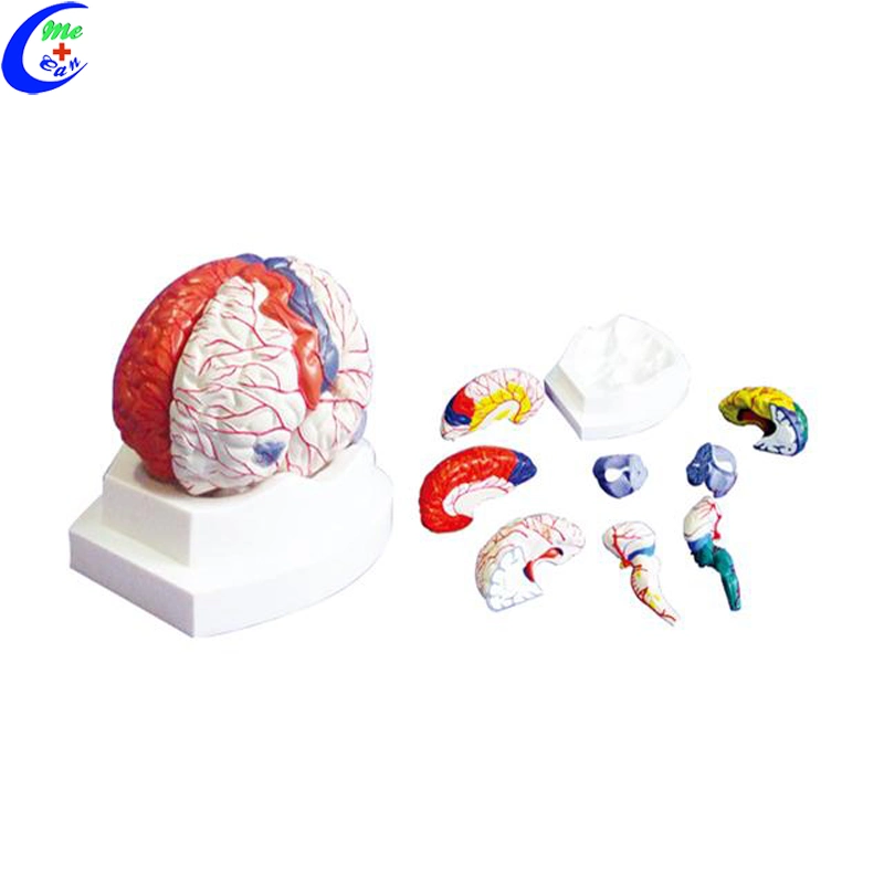 Human Plastic Brain 3D Model