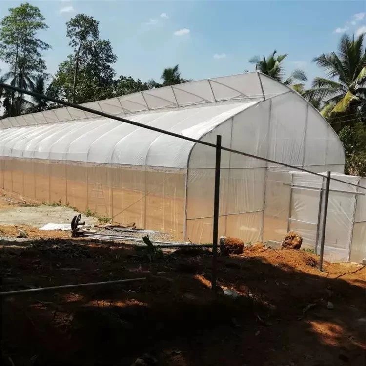 Production manuelle de type Xinhe Nude ou Carton Plant tunnel Greenhouse