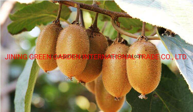 Wholesale Fresh Kiwi / Kiwi Fruit for Sale / Good Price Quality Fresh Kiwi Fruits