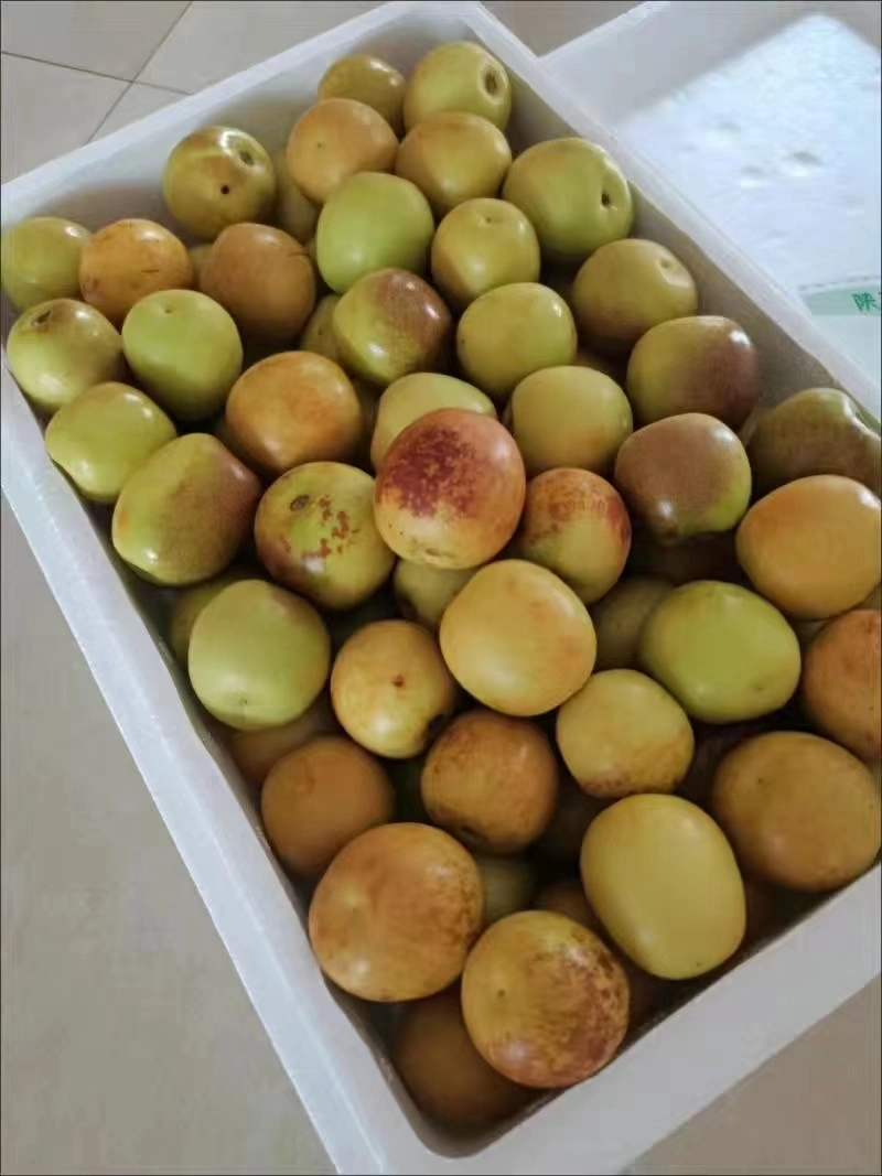 Big Size Sweet Juicy Winter Jujube Wholesale/Supplier Price