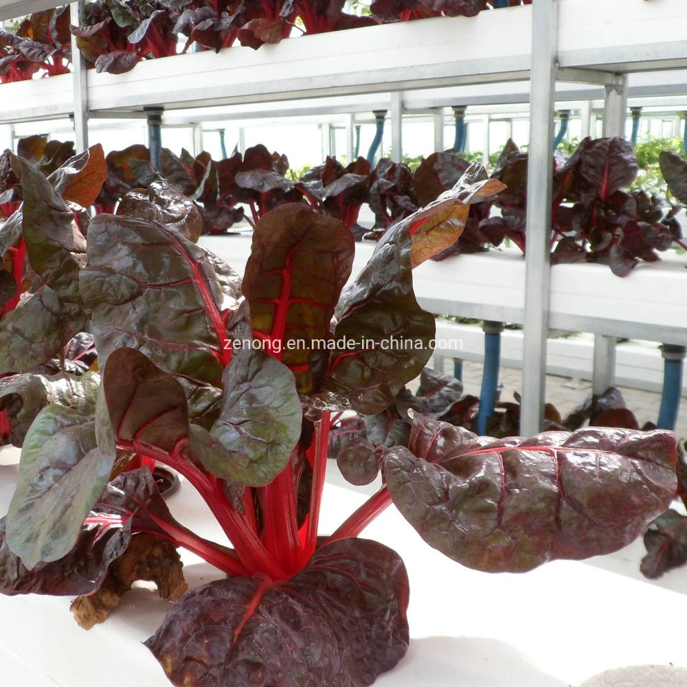 Agua Dwc Hidroponía Flotante Los sistemas de cultivo de fresa, la lechuga en invernadero