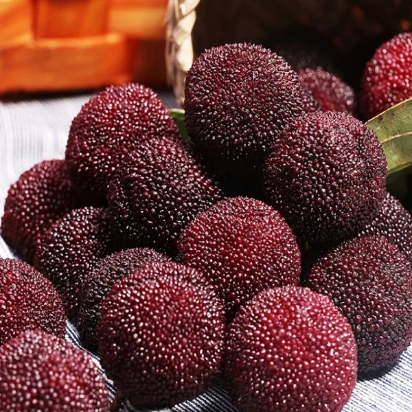 S609 Bio-Samen für chinesische Früchte Yang Mei Samen für Bayberry Samen