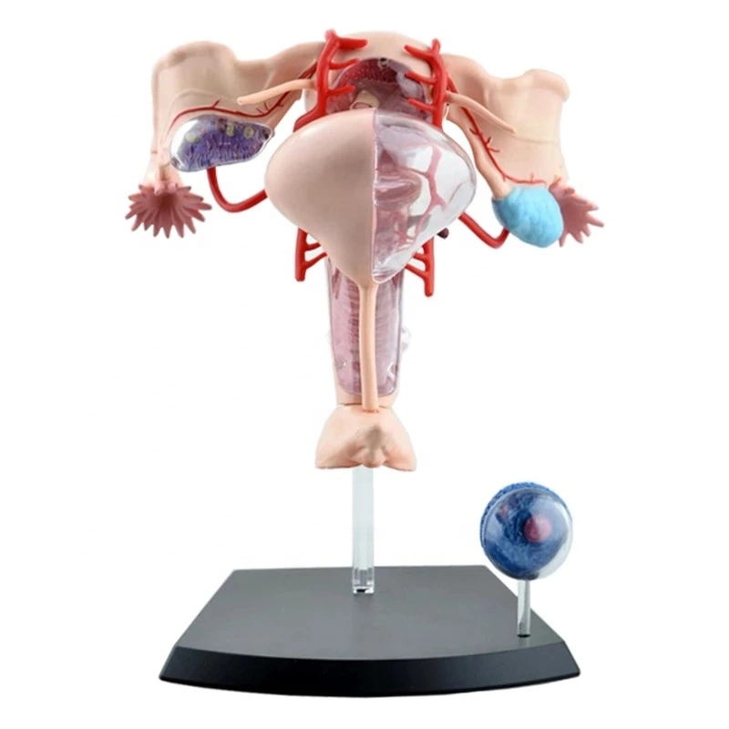 4D человеческого тела органа анатомических женской матки модели