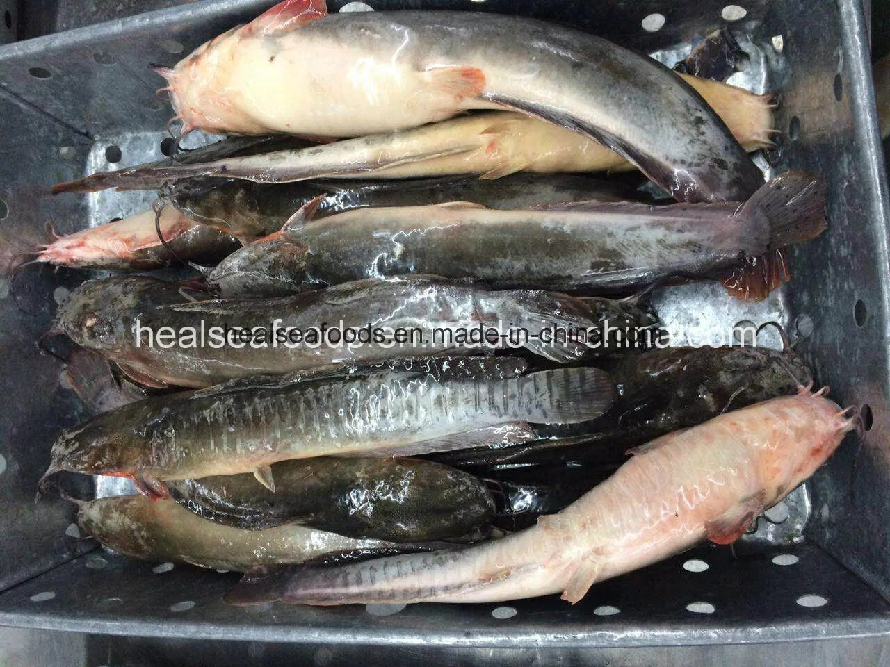 Light Catch Frozen Catfish, High Quality Frozen Catfish