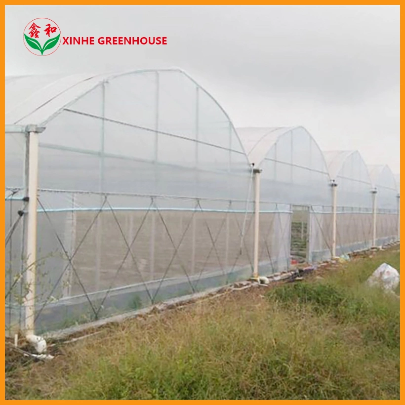 Galvanized Steel Pipe Customized Plastic Film Greenhouse