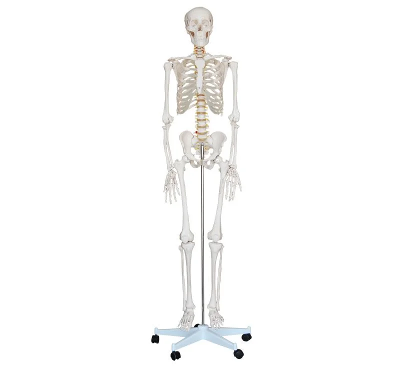 La science médicale Anatomie 180cm 85cm Modèle de squelette anatomiques humains