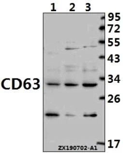 CD63 (K156) Polyclonal Antibody