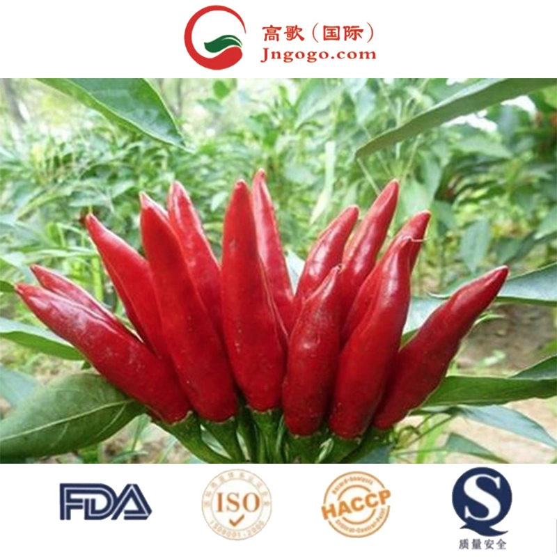 100% Pure Fresh Red Hot Organic Natural Dried Chili Pepper