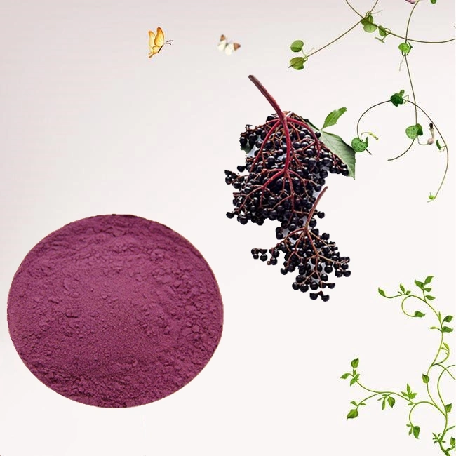 Hot Selling Black Elderberry Extract Powder / Elderberry Fruit Extract Powder