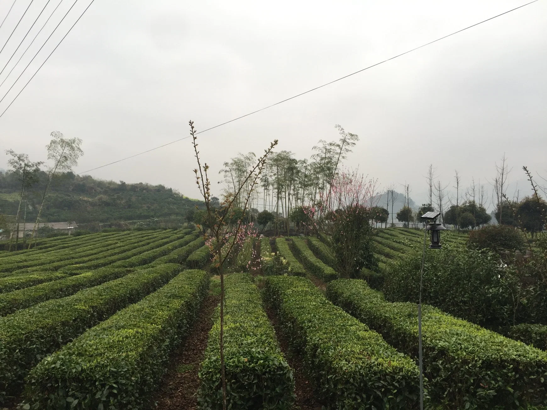 Dom chá chinês selecionado Biluochun Orgânico Chá Verde