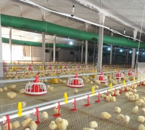 Solución Tailor-Made de Gallinero automático/Equipo para avicultura Equipo/Piso tipo granja avícola para pollos de engorde/Aves