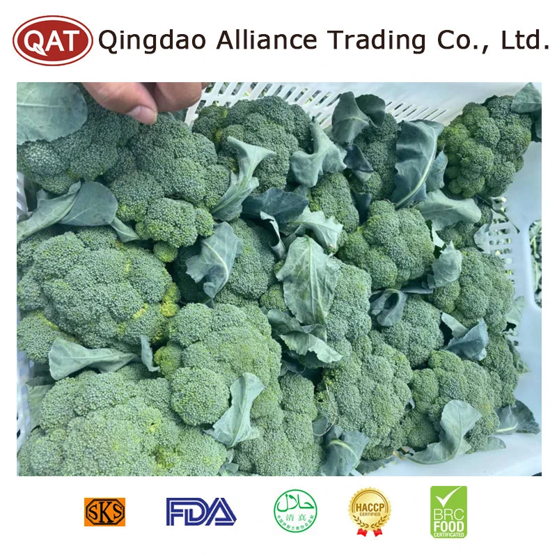 Top Quality Wholesale/Supplier Bulk Packing Fresh Whole Broccoli with Brc HACCP FDA