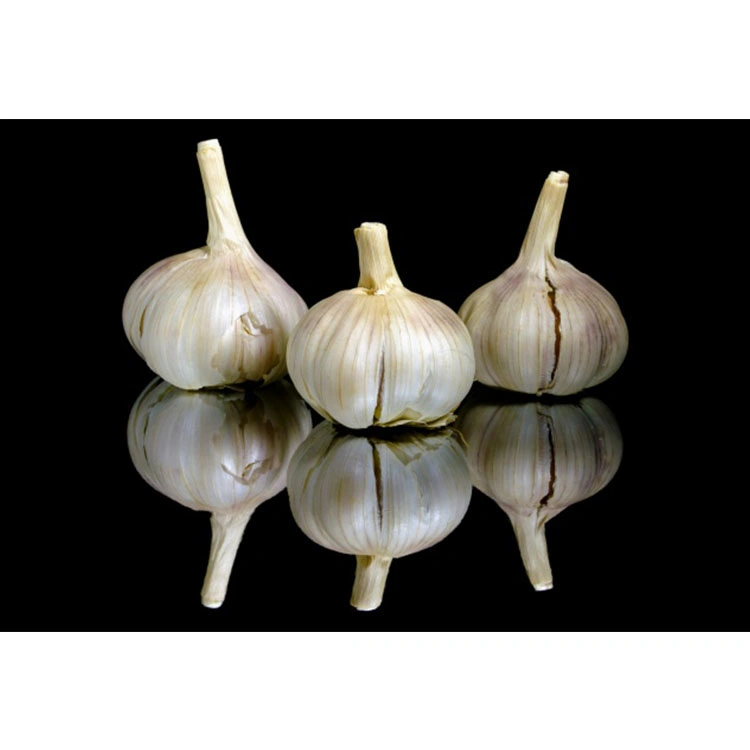 Supply China Natural Normal White Garlic for Sale