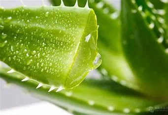 World Well-Being Factory Supply Freeze Dried 100% 200: 1, Nlt 25% Polysaccharides Aloe Powder Aloe Vera Extract