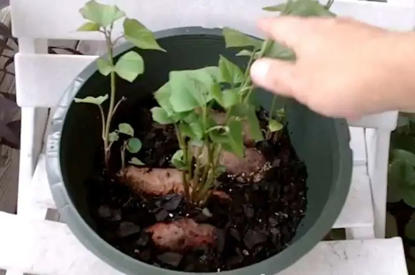 10 Gallons Eco-Friendly Felt Potato Grow Bag Planter Pot for Vegetable Plants