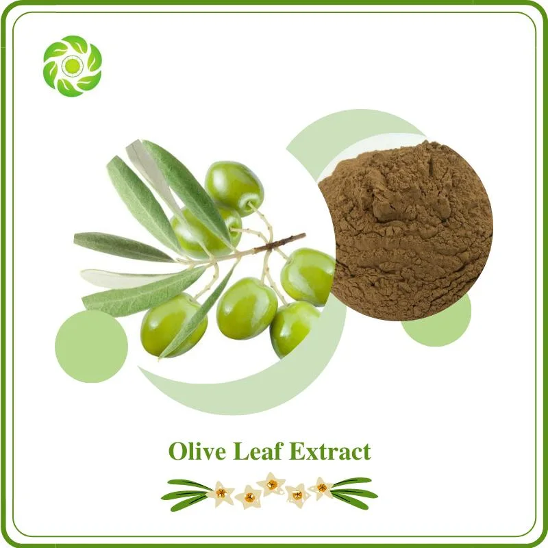 Chlorogenic Acidhot Venda Olive extrato de folhas, Oleuropein