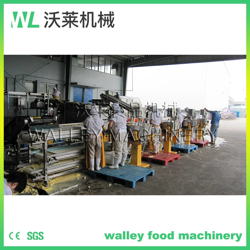 Scy Industrial Fresh Corn Thresher Equipment Sweet Corn Cutter