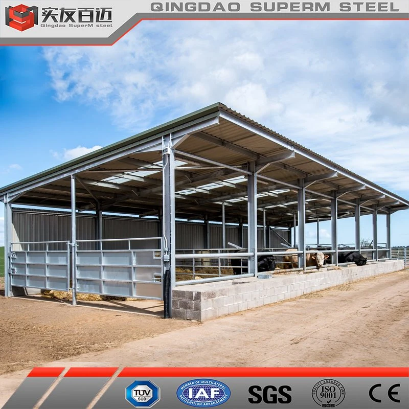 Construção pré-fabricada em aço leve para fazenda de gado leiteiro. Estrutura de aço para galpão de vacas leiteiras.