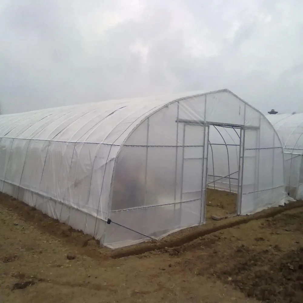 PC Side/Poly House and PE Roof Greenhouse for Vegetable Tomato Cucumber Straberry