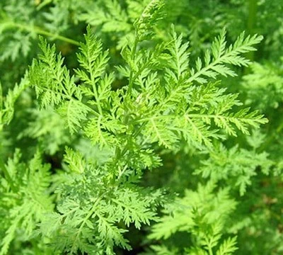 Natürliches Artemisia Annua Extrakt Artemisinin Pulver