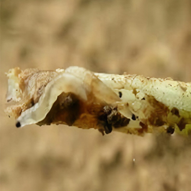 Hersteller Landwirtschaftliche Chemikalien Clothianidin 50% Wg Pestizide Insektizide 210880-92-5