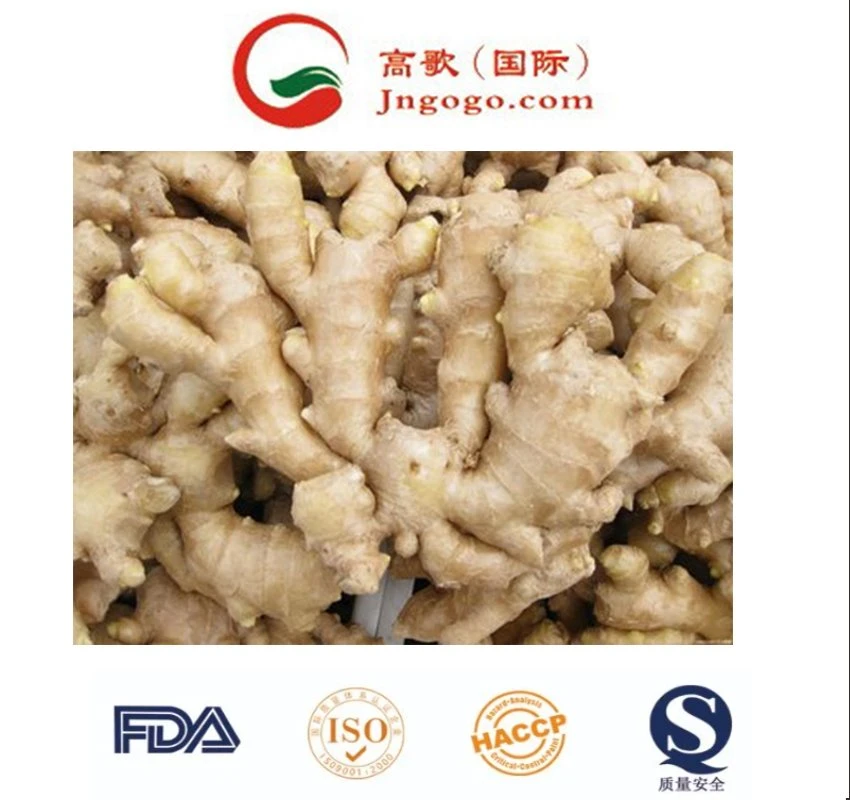 New Crop Fresh Ginger (100g- 250g and up etc)