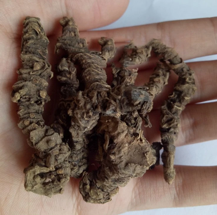 Hot Sale Dry Herb Rhizome of Broadleaf Chinese Common Valeriana Rhizome Roots