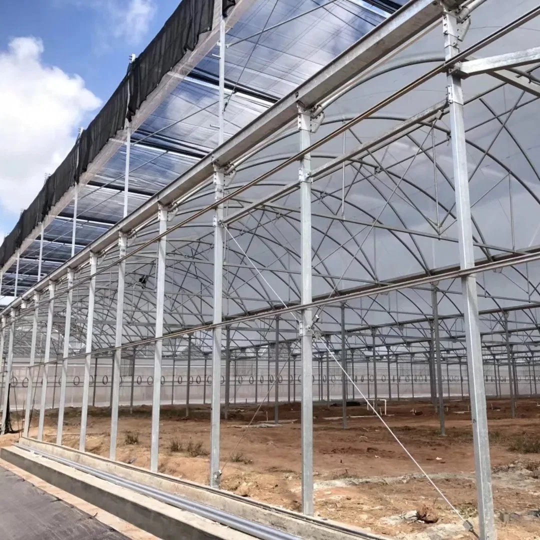 Polytunnel Berry Gewächshaus für Landwirtschaft Pflanzen